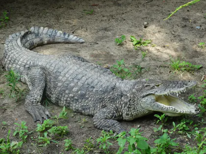 Krokodyl z otwartą paszczą na wybiegu w zoo