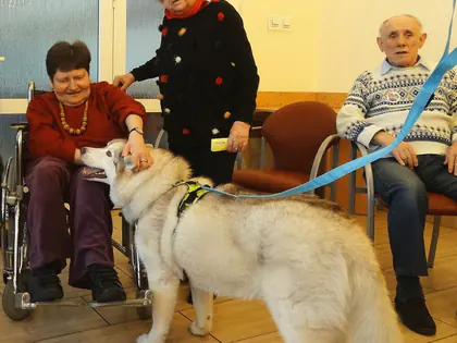 Pies husky na smyczy wita się z mieszkańcami podczas dogoterapii