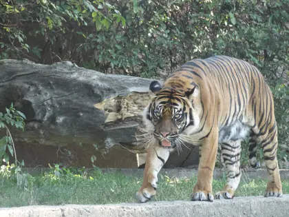Tygrys przechodzi obok pnia drzewa na wybiegu w zoo