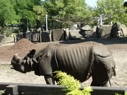 Nosorożec na wybiegu w zoo